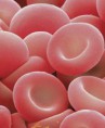 /album/galeria-de-fotos/sangue-globulos-vermelhos-jpg/